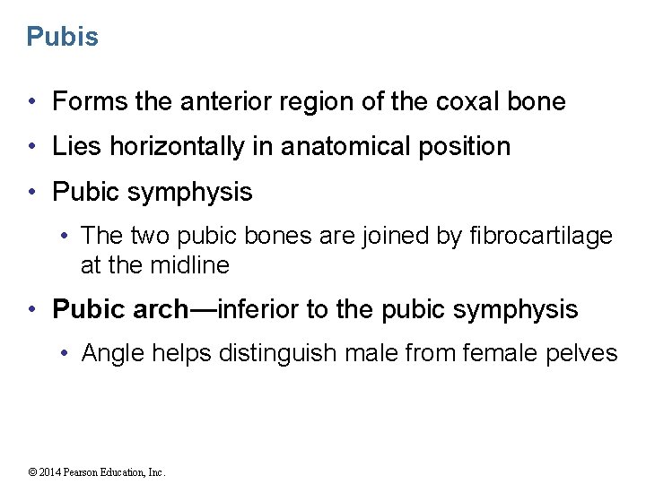 Pubis • Forms the anterior region of the coxal bone • Lies horizontally in