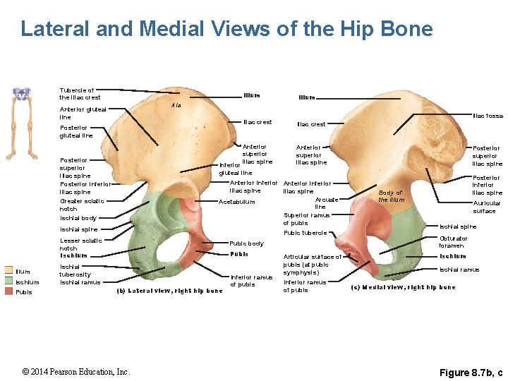 Lateral and Medial Views of the Hip Bone Tubercle of the iliac crest Posterior