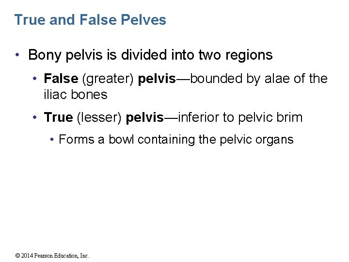 True and False Pelves • Bony pelvis is divided into two regions • False