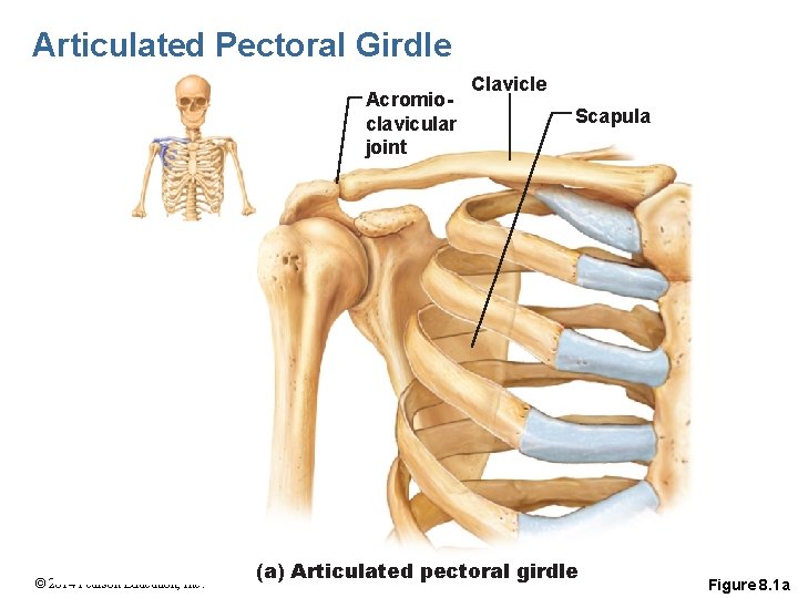 Articulated Pectoral Girdle Acromioclavicular joint © 2014 Pearson Education, Inc. Clavicle Scapula (a) Articulated