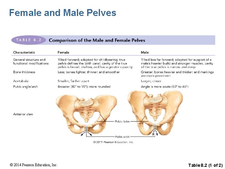 Female and Male Pelves © 2014 Pearson Education, Inc. Table 8. 2 (1 of