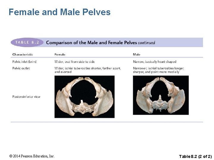 Female and Male Pelves © 2014 Pearson Education, Inc. Table 8. 2 (2 of
