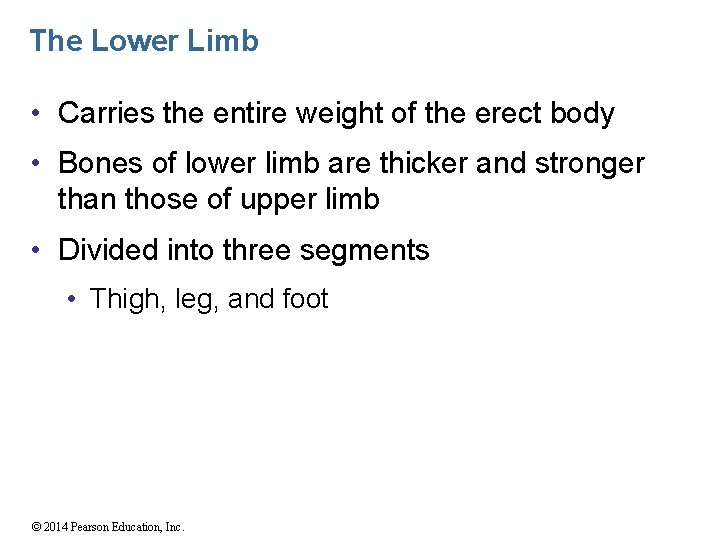 The Lower Limb • Carries the entire weight of the erect body • Bones