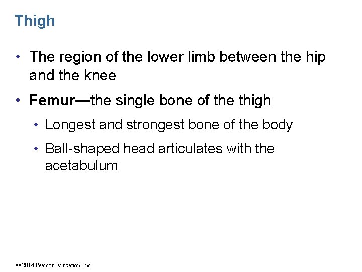 Thigh • The region of the lower limb between the hip and the knee