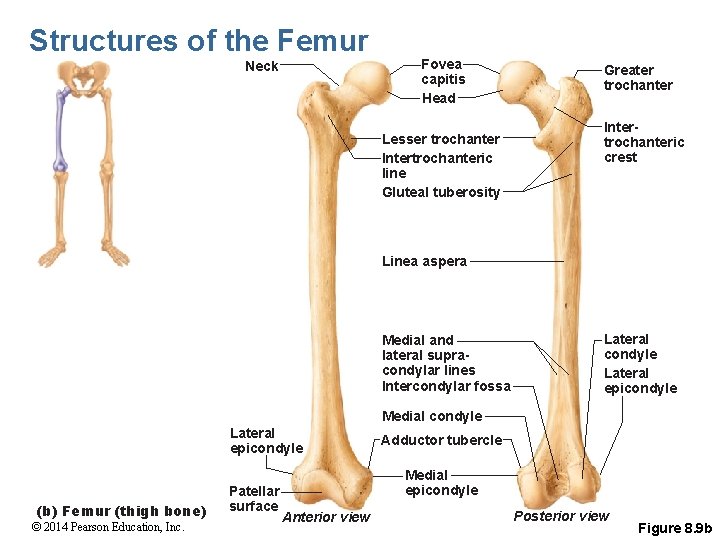 Structures of the Femur Neck Fovea capitis Head Lesser trochanter Intertrochanteric line Gluteal tuberosity