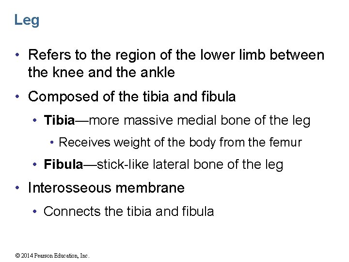 Leg • Refers to the region of the lower limb between the knee and