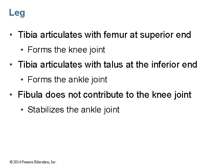 Leg • Tibia articulates with femur at superior end • Forms the knee joint