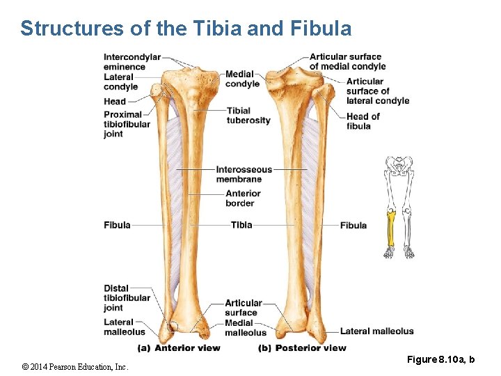 Structures of the Tibia and Fibula © 2014 Pearson Education, Inc. Figure 8. 10