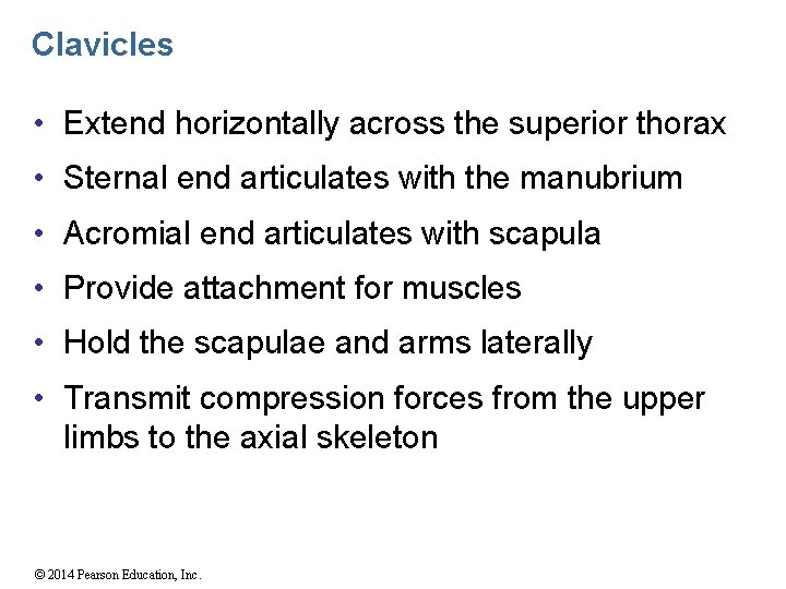 Clavicles • Extend horizontally across the superior thorax • Sternal end articulates with the