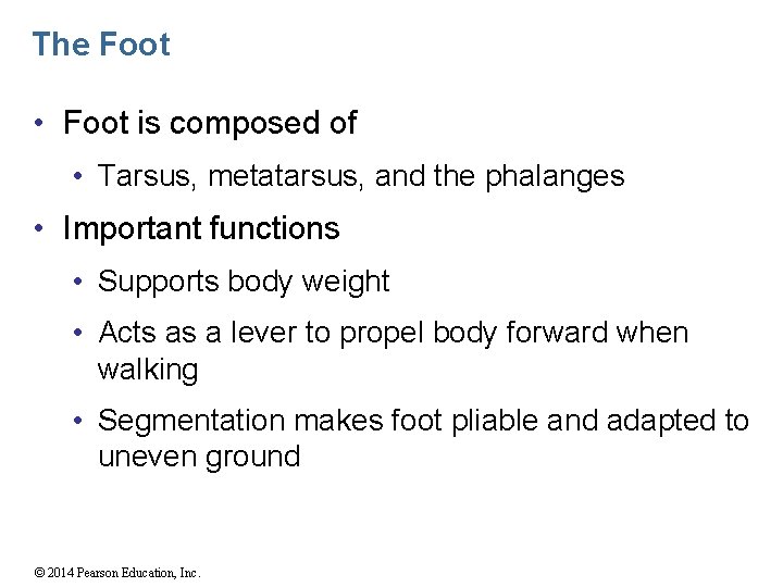 The Foot • Foot is composed of • Tarsus, metatarsus, and the phalanges •