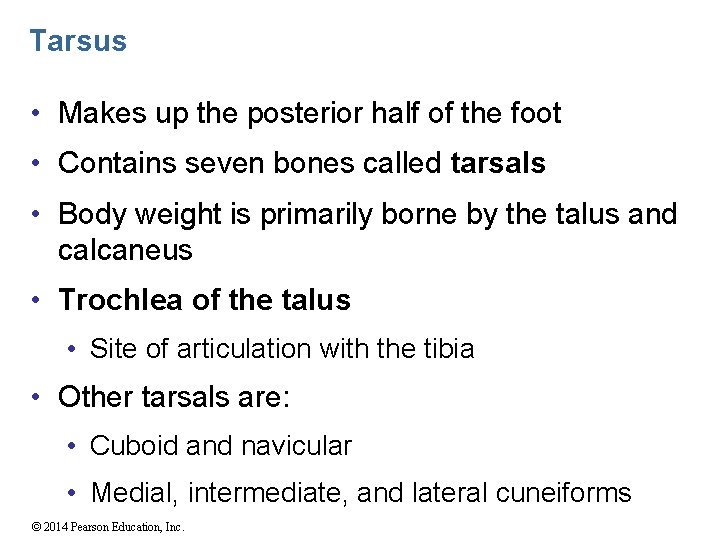 Tarsus • Makes up the posterior half of the foot • Contains seven bones