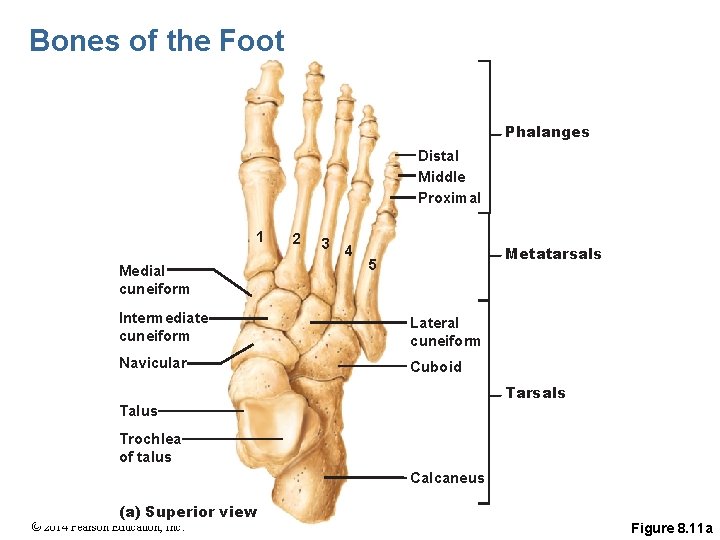 Bones of the Foot Phalanges Distal Middle Proximal 1 Medial cuneiform 2 3 4