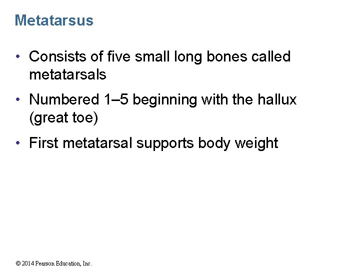 Metatarsus • Consists of five small long bones called metatarsals • Numbered 1– 5