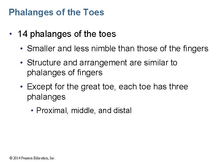 Phalanges of the Toes • 14 phalanges of the toes • Smaller and less