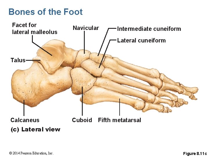 Bones of the Foot Facet for lateral malleolus Navicular Intermediate cuneiform Lateral cuneiform Talus