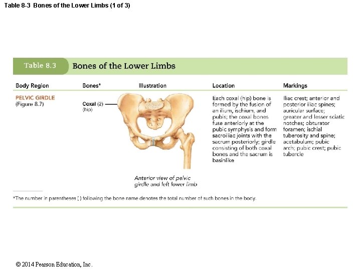 Table 8 -3 Bones of the Lower Limbs (1 of 3) © 2014 Pearson