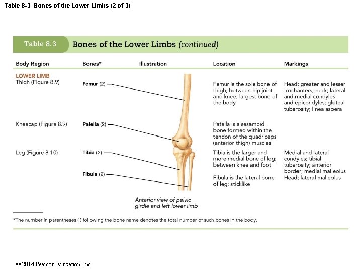 Table 8 -3 Bones of the Lower Limbs (2 of 3) © 2014 Pearson