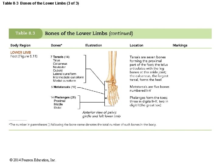 Table 8 -3 Bones of the Lower Limbs (3 of 3) © 2014 Pearson