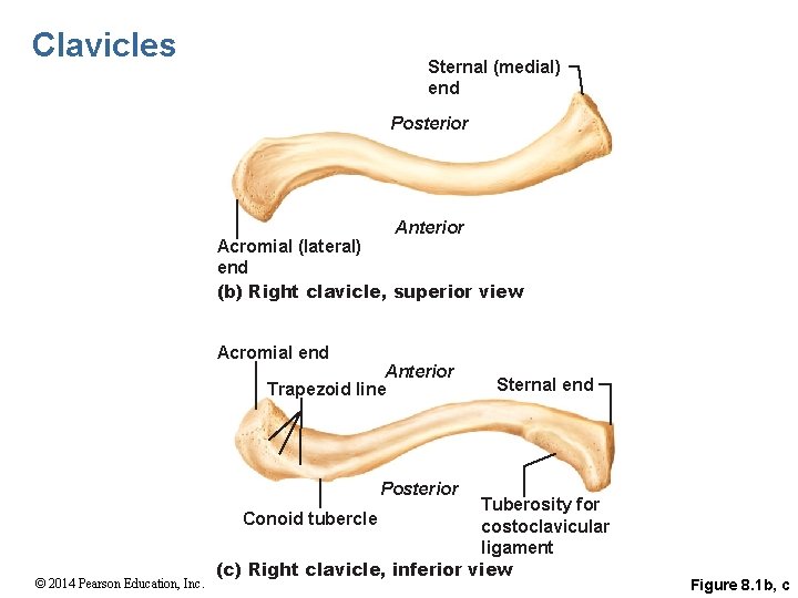 Clavicles Sternal (medial) end Posterior Anterior Acromial (lateral) end (b) Right clavicle, superior view