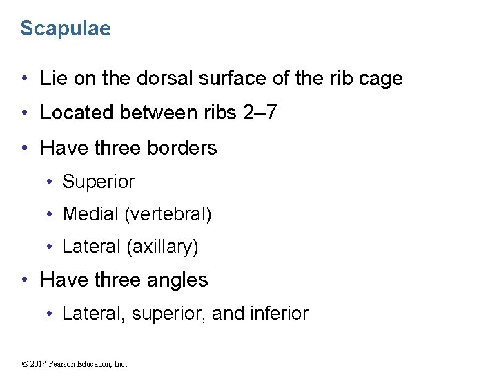 Scapulae • Lie on the dorsal surface of the rib cage • Located between