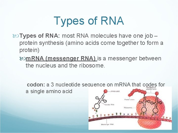 Types of RNA: most RNA molecules have one job – protein synthesis (amino acids
