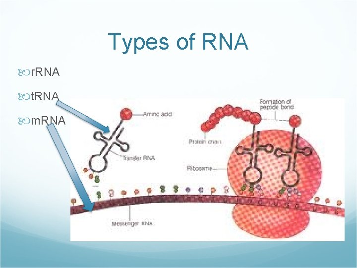 Types of RNA r. RNA t. RNA m. RNA 