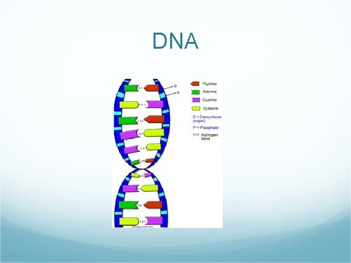 DNA 