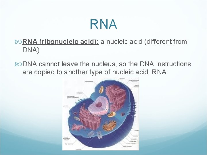 RNA (ribonucleic acid): a nucleic acid (different from DNA) DNA cannot leave the nucleus,