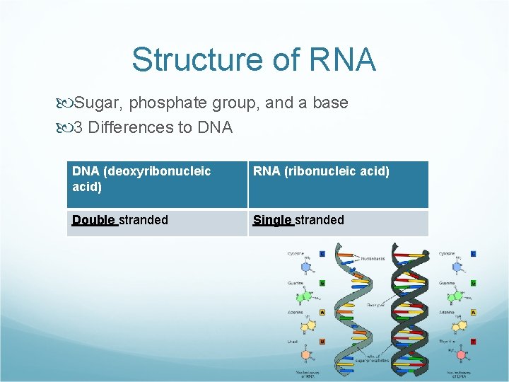 Structure of RNA Sugar, phosphate group, and a base 3 Differences to DNA (deoxyribonucleic