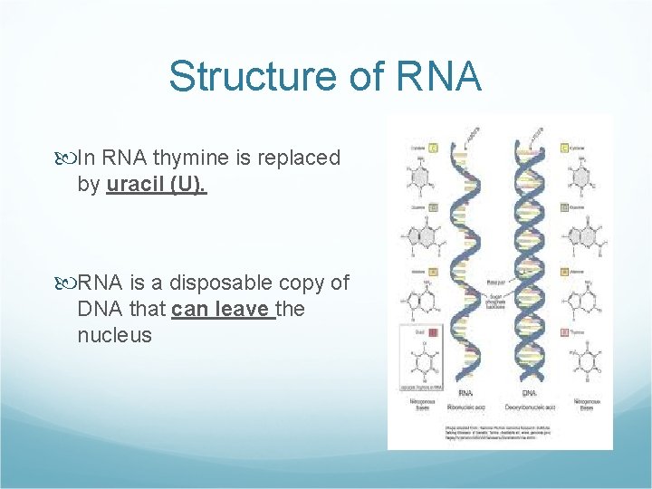 Structure of RNA In RNA thymine is replaced by uracil (U). RNA is a