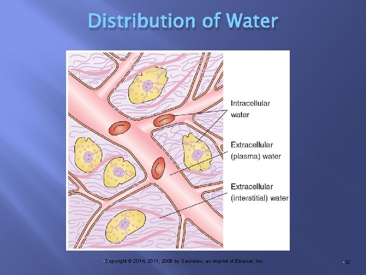 Distribution of Water • Copyright © 2014, 2011, 2006 by Saunders, an imprint of