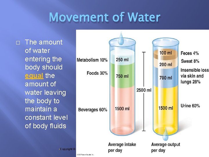 Movement of Water � The amount of water entering the body should equal the