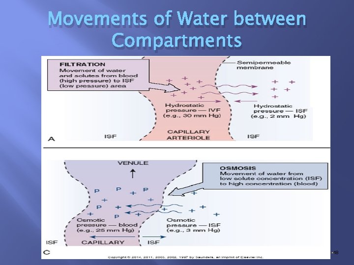 Movements of Water between Compartments • Copyright © 2014, 2011, 2006 by Saunders, an