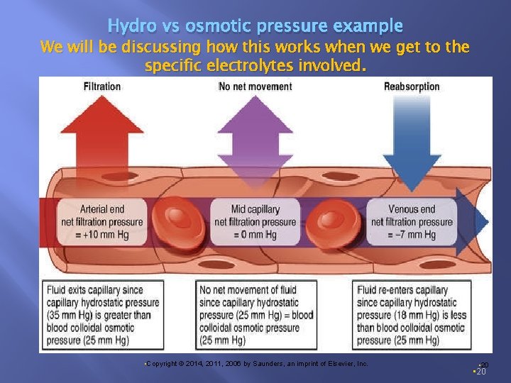 Hydro vs osmotic pressure example We will be discussing how this works when we
