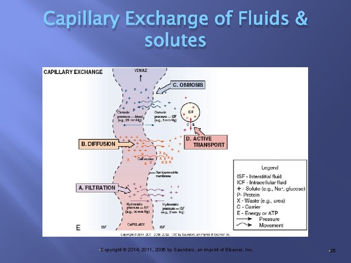 Capillary Exchange of Fluids & solutes • Copyright © 2014, 2011, 2006 by Saunders,