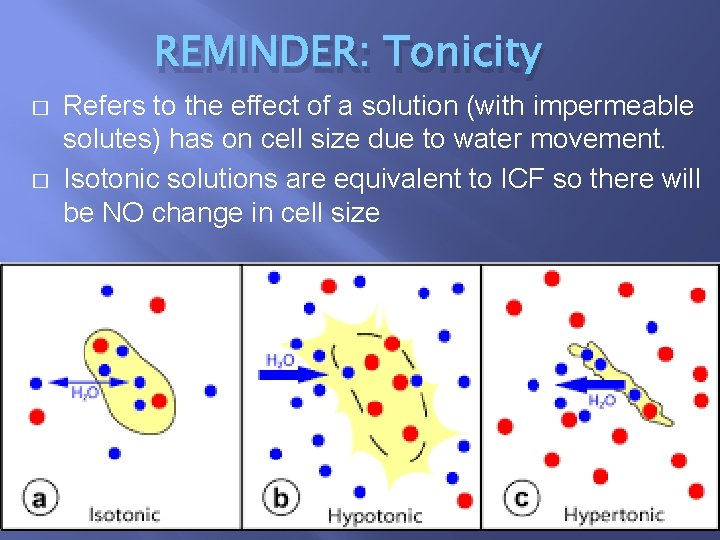 REMINDER: Tonicity � � Refers to the effect of a solution (with impermeable solutes)
