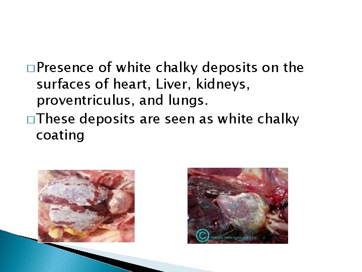 � Presence of white chalky deposits on the surfaces of heart, Liver, kidneys, proventriculus,