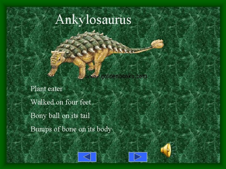 Ankylosaurus Plant eater Walked on four feet Bony ball on its tail Bumps of