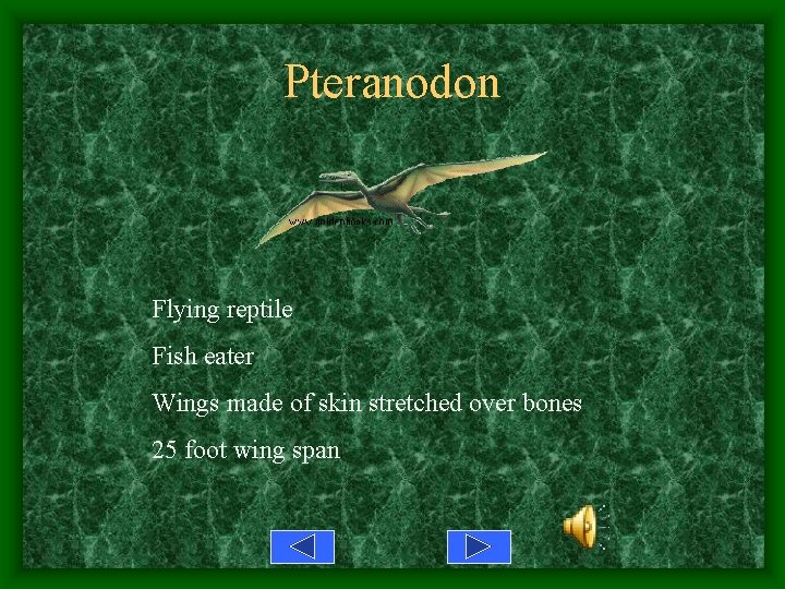 Pteranodon Flying reptile Fish eater Wings made of skin stretched over bones 25 foot