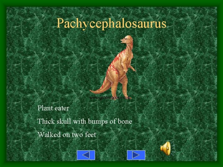 Pachycephalosaurus Plant eater Thick skull with bumps of bone Walked on two feet 