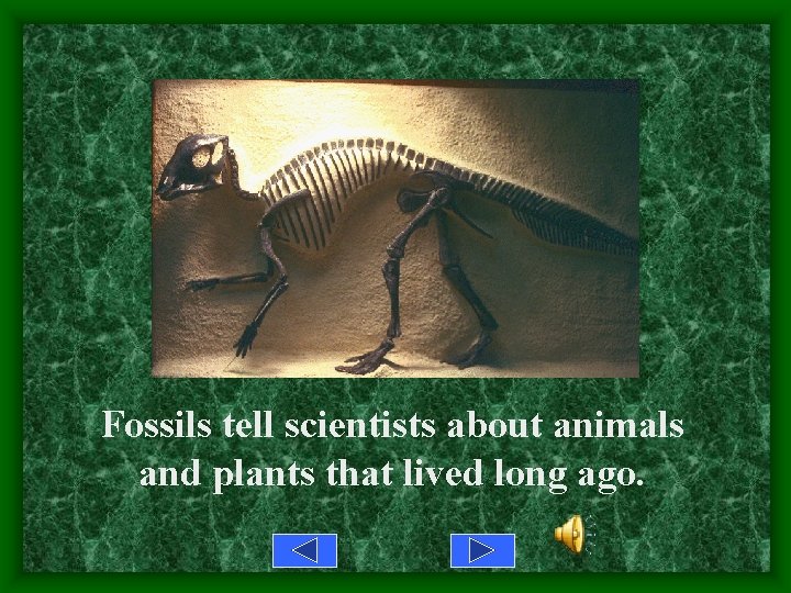 Fossils tell scientists about animals and plants that lived long ago. 