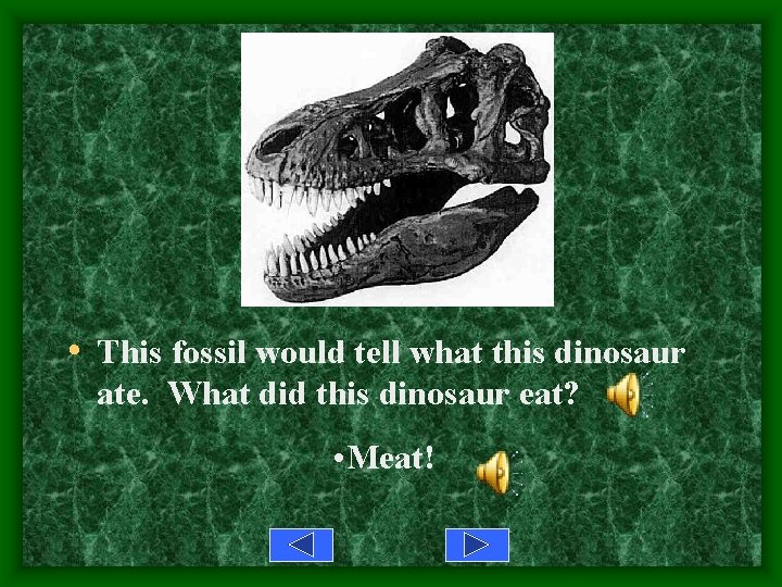  • This fossil would tell what this dinosaur ate. What did this dinosaur