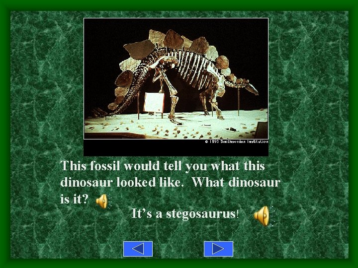 This fossil would tell you what this dinosaur looked like. What dinosaur is it?