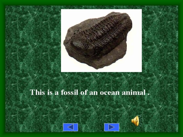 This is a fossil of an ocean animal. 