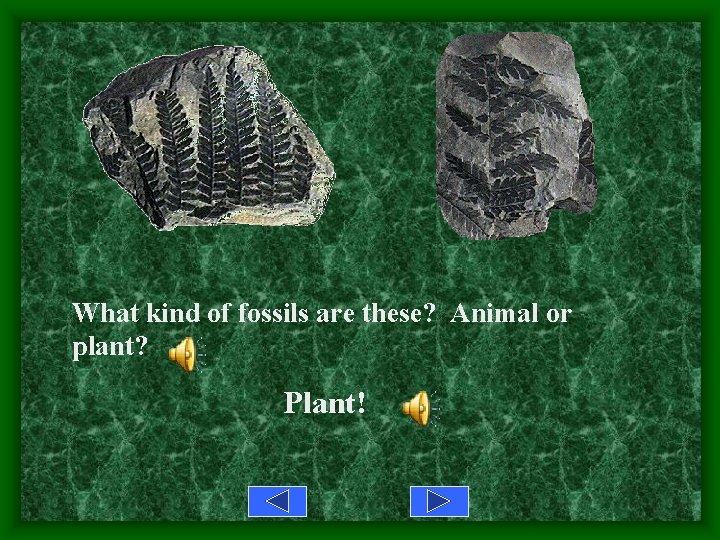 What kind of fossils are these? Animal or plant? Plant! 