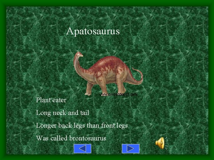 Apatosaurus Plant eater Long neck and tail Longer back legs than front legs Was