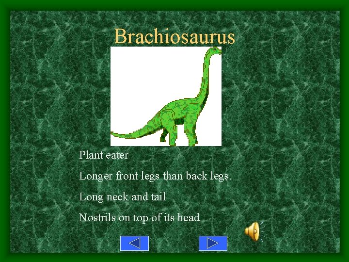 Brachiosaurus Plant eater Longer front legs than back legs. Long neck and tail Nostrils