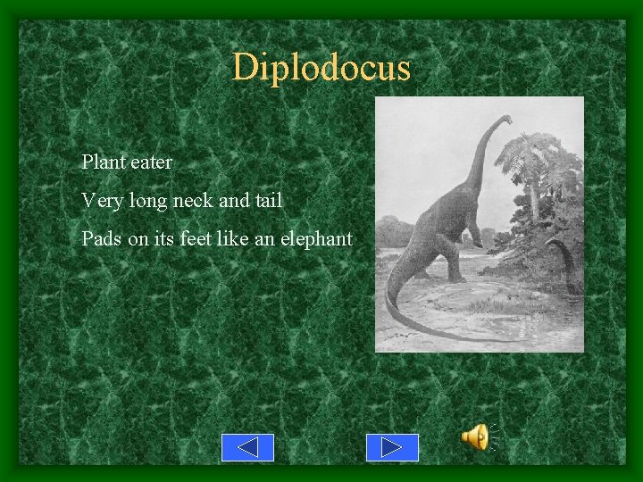 Diplodocus Plant eater Very long neck and tail Pads on its feet like an