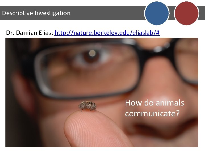 Descriptive Investigation Dr. Damian Elias: http: //nature. berkeley. edu/eliaslab/# How do animals communicate? 