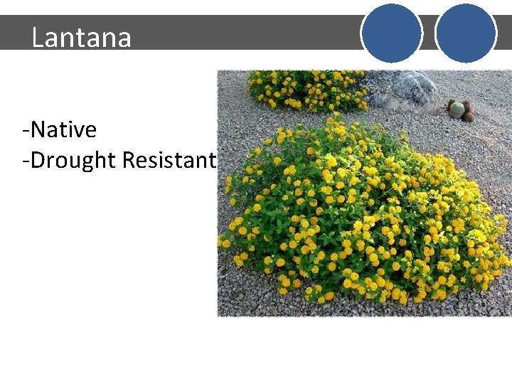 Lantana -Native -Drought Resistant 